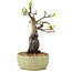 Pyracantha, 25 cm, ± 8 Jahre alt