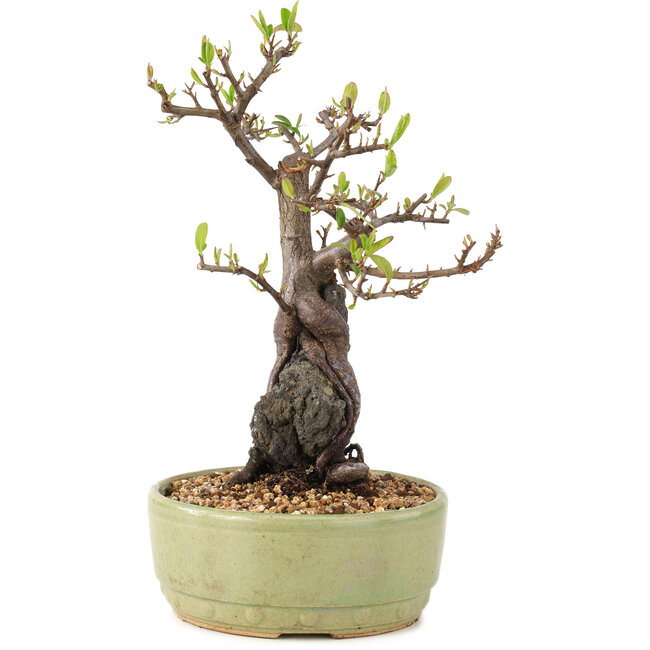 Pyracantha, 25 cm, ± 8 Jahre alt