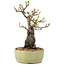 Pyracantha, 25 cm, ± 8 years old