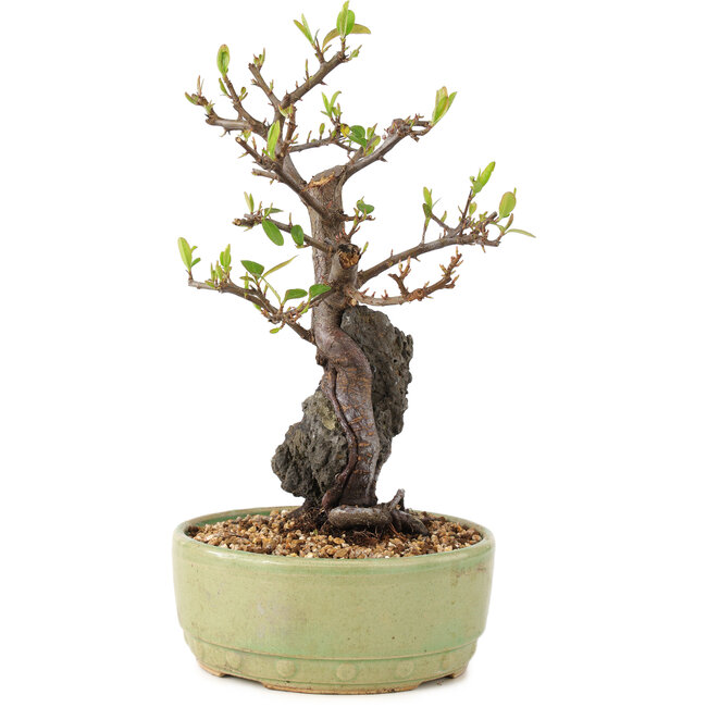 Pyracantha, 25 cm, ± 8 anni