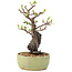 Pyracantha, 25 cm, ± 8 Jahre alt