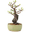 Pyracantha, 25 cm, ± 8 years old