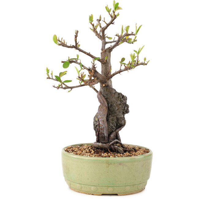 Pyracantha, 25 cm, ± 8 anni