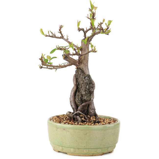 Pyracantha, 25 cm, ± 8 Jahre alt