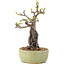 Pyracantha, 25 cm, ± 8 Jahre alt