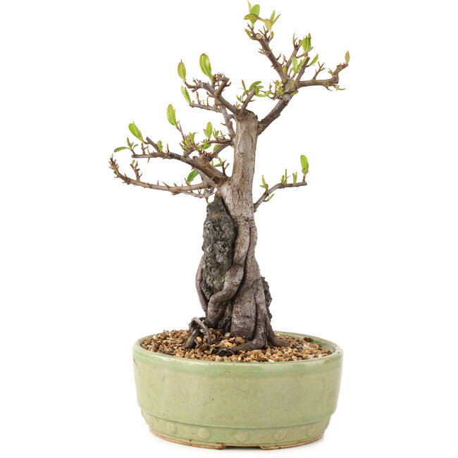 Pyracantha, 25 cm, ± 8 anni