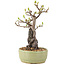 Pyracantha, 25 cm, ± 8 años
