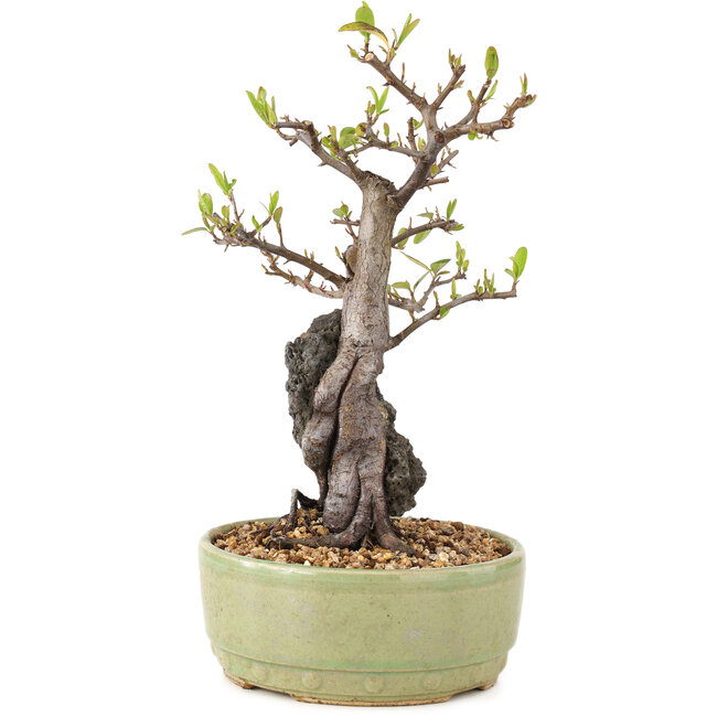 Pyracantha, 25 cm, ± 8 ans