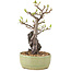 Pyracantha, 25 cm, ± 8 Jahre alt
