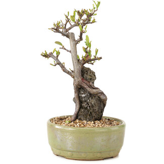 Pyracantha, 23,5 cm, ± 8 years old