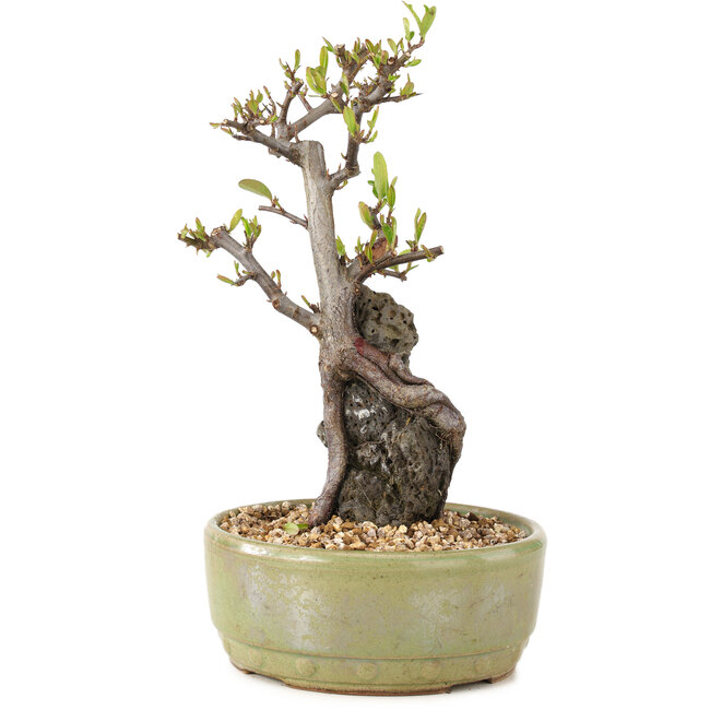 Pyracantha, 23,5 cm, ± 8 ans