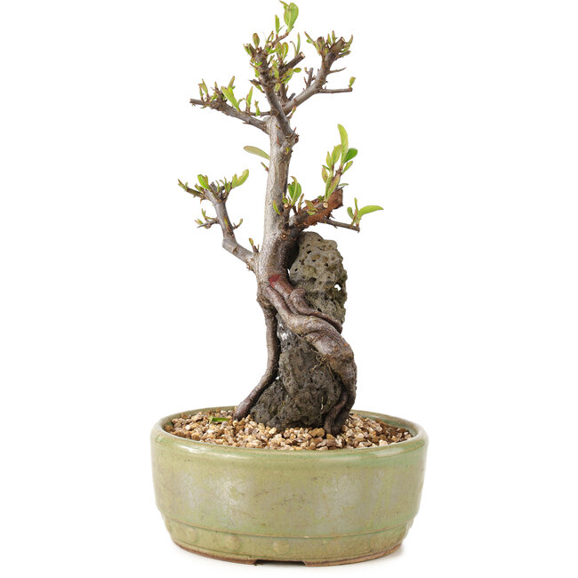Pyracantha, 23,5 cm, ± 8 years old