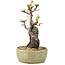Pyracantha, 23,5 cm, ± 8 Jahre alt