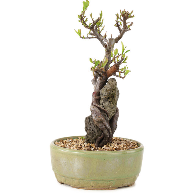 Pyracantha, 23,5 cm, ± 8 años