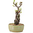 Pyracantha, 23,5 cm, ± 8 Jahre alt