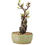 Pyracantha, 23,5 cm, ± 8 years old