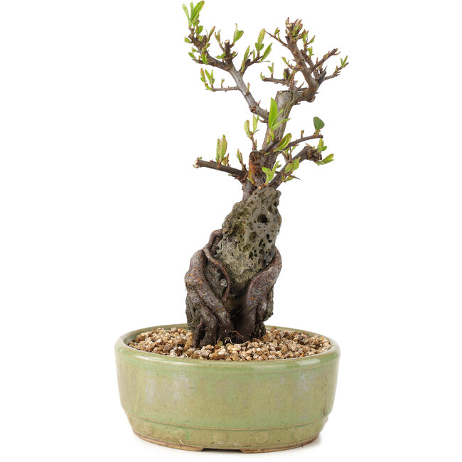 Pyracantha, 23,5 cm, ± 8 jaar oud