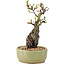 Pyracantha, 23,5 cm, ± 8 Jahre alt