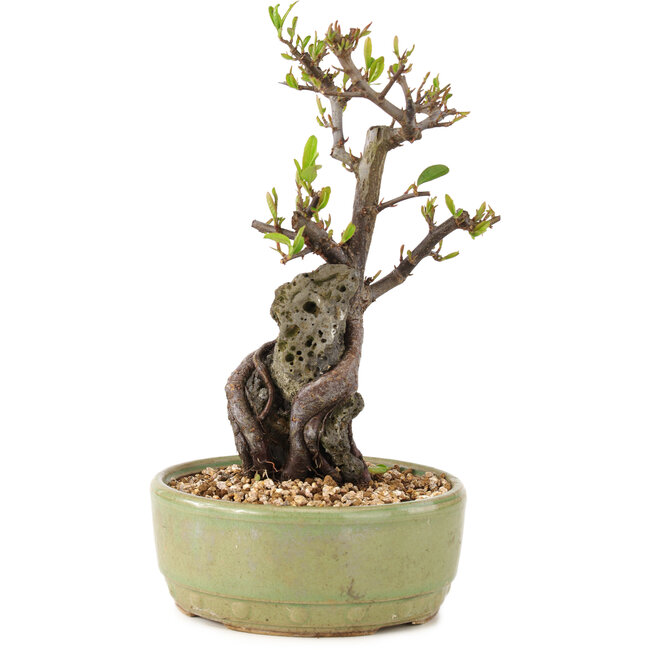 Pyracantha, 23,5 cm, ± 8 anni