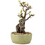 Pyracantha, 23,5 cm, ± 8 years old