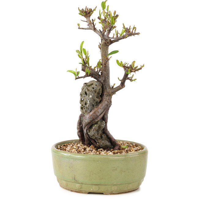Pyracantha, 23,5 cm, ± 8 years old