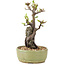 Pyracantha, 23,5 cm, ± 8 Jahre alt
