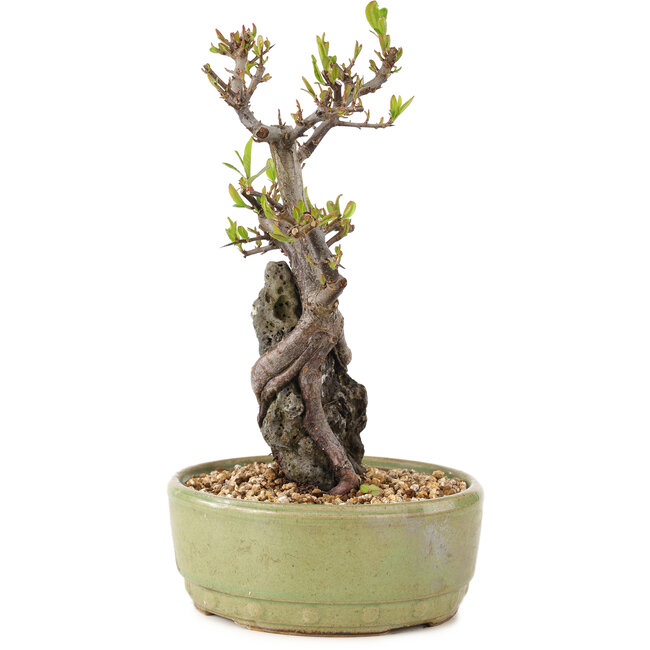 Pyracantha, 23,5 cm, ± 8 Jahre alt
