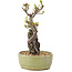 Pyracantha, 23,5 cm, ± 8 Jahre alt