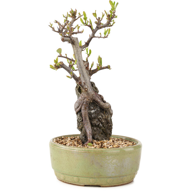 Pyracantha, 23,5 cm, ± 8 years old