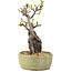 Pyracantha, 23,5 cm, ± 8 Jahre alt
