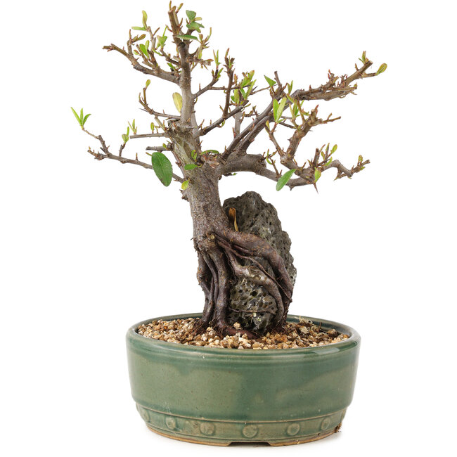 Pyracantha, 21,5 cm, ± 8 jaar oud