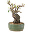 Pyracantha, 21,5 cm, ± 8 ans