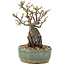 Pyracantha, 21,5 cm, ± 8 ans