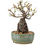 Pyracantha, 21,5 cm, ± 8 years old