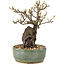 Pyracantha, 21,5 cm, ± 8 años