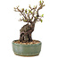 Pyracantha, 21,5 cm, ± 8 ans