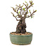 Pyracantha, 21,5 cm, ± 8 ans