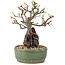 Pyracantha, 21,5 cm, ± 8 ans