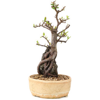 Pyracantha, 27,5 cm, ± 8 years old