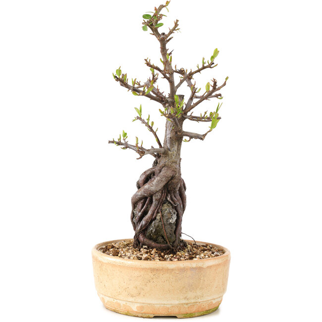 Pyracantha, 27,5 cm, ± 8 años