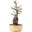 Pyracantha, 27,5 cm, ± 8 jaar oud