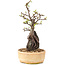 Pyracantha, 27,5 cm, ± 8 jaar oud