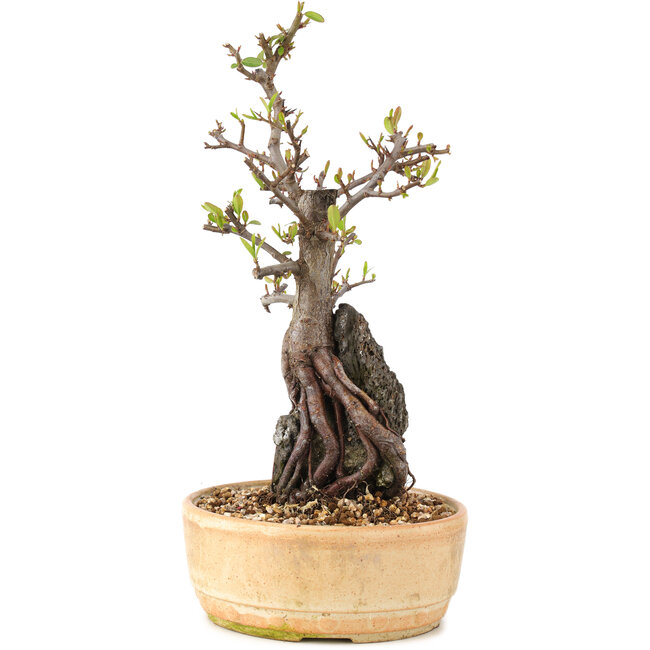 Pyracantha, 27,5 cm, ± 8 jaar oud