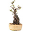 Pyracantha, 27,5 cm, ± 8 ans