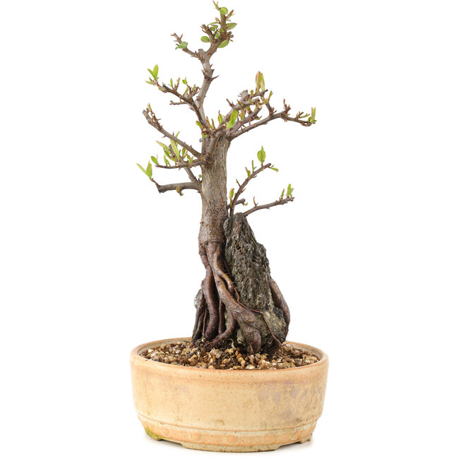 Pyracantha, 27,5 cm, ± 8 years old
