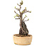 Pyracantha, 27,5 cm, ± 8 ans