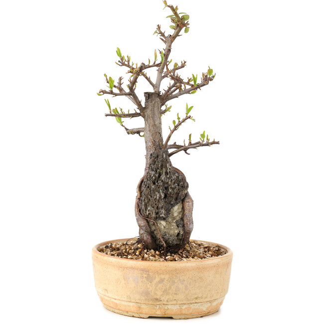 Pyracantha, 27,5 cm, ± 8 jaar oud