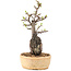 Pyracantha, 27,5 cm, ± 8 years old