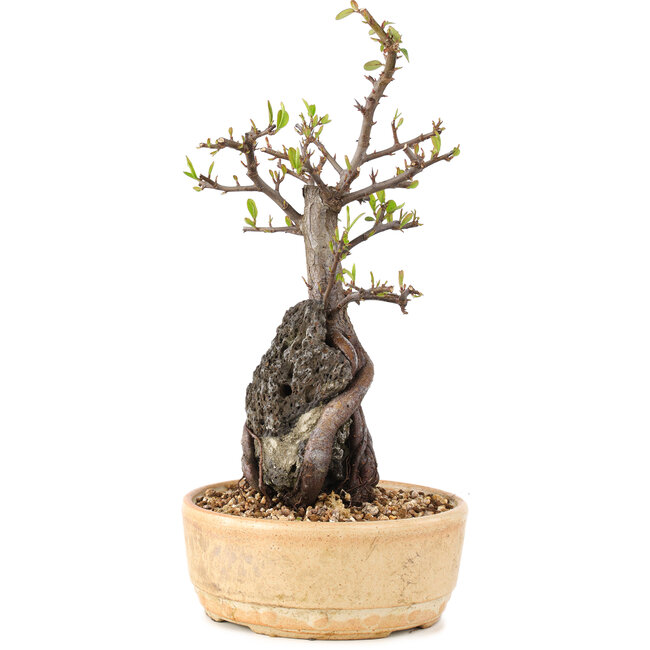 Pyracantha, 27,5 cm, ± 8 ans