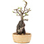 Pyracantha, 27,5 cm, ± 8 ans